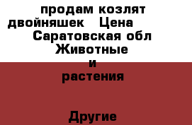 продам козлят двойняшек › Цена ­ 4 000 - Саратовская обл. Животные и растения » Другие животные   